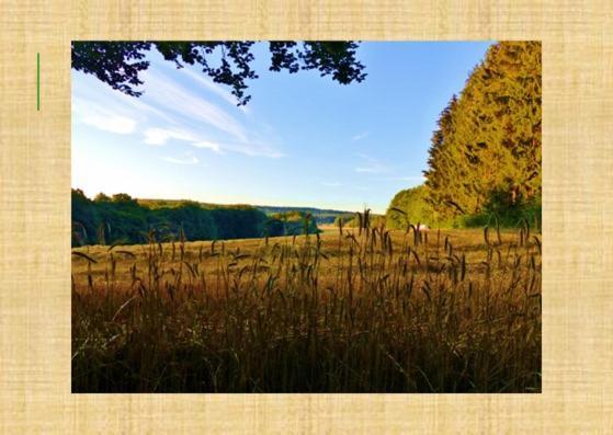 Gruenvogels Landgasthof Zum Gruenen Baum Oberzent Extérieur photo
